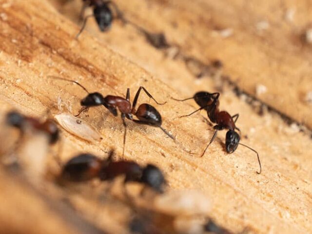Couvreur Six Fours les Plages : traitement fourmis charpentières