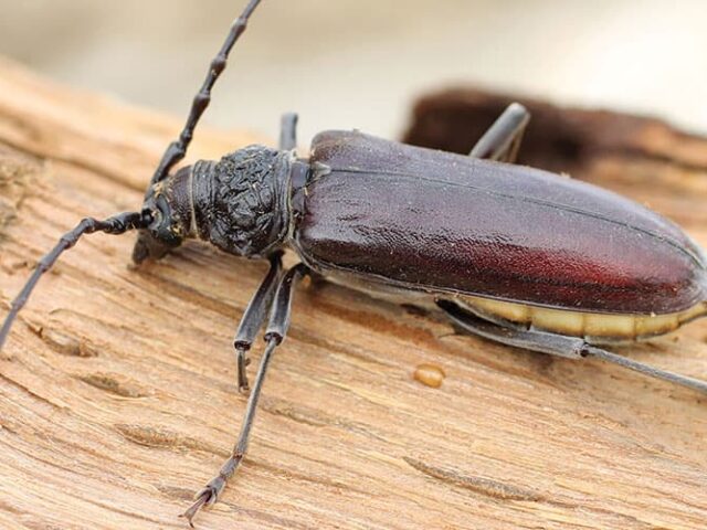 Reconnaître les insectes xylophages
